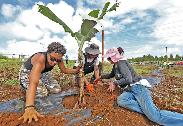 HOB Planting