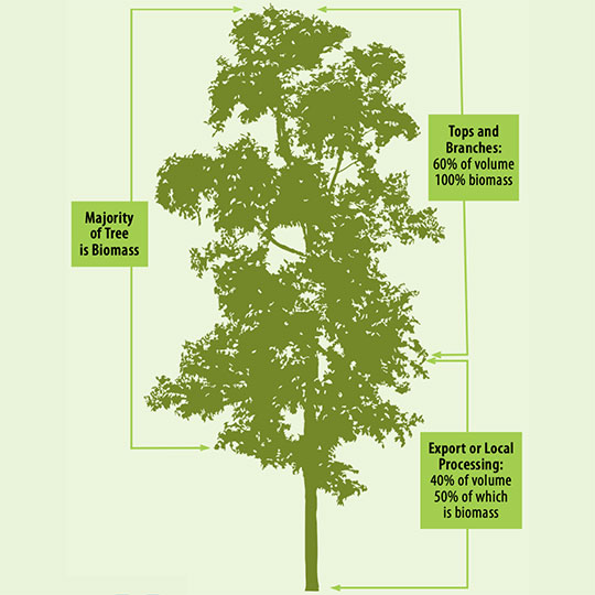 Biomass Market Opportunities