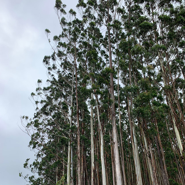 Honua Ola Forestry