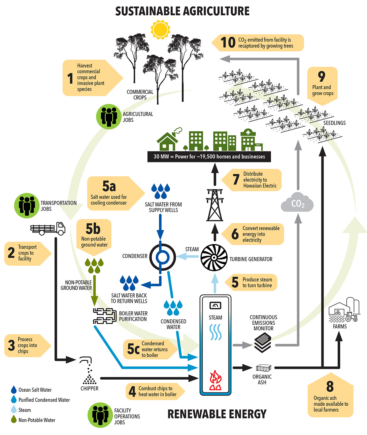A flowchart illustrating the renewable energy production process of Honua Ola, showing how wood crops are harvested, processed, and converted into electricity while maintaining a sustainable cycle. The process starts with step (1) harvesting non-native eucalyptus and other crops from plantations, providing forestry industry jobs. (2) The harvested logs are transported to the power plant, creating transportation jobs. (3) The logs are processed into wood chips using a chipper. (4) These chips are combusted to generate heat in a boiler, supporting plant operation jobs. (5) The heat produces steam, which (6) powers a turbine-generator to convert energy into electricity. (7) The generated electricity is distributed to the utility grid, providing 30 MW of power for approximately 19,500 homes and businesses. The system includes a water cycle where (5a) well water is used for cooling, (5b) non-drinkable groundwater is used in the process, and (5c) condensed water is returned to the boiler. Emissions from combustion are controlled through an EPA-compliant emission system. (8) The remaining ash is repurposed for local farms and crop plantations. (9) The plantations are replenished with new seedlings, ensuring continuous biomass supply. (10) The CO₂ emitted from the facility is recaptured through tree regrowth, maintaining carbon neutrality. Various job opportunities across agriculture, transportation, and plant operations are highlighted throughout the process.
