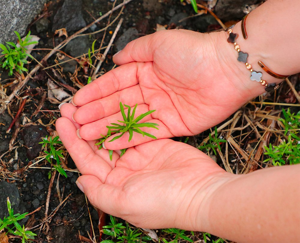 Top-down view of hands cupped around a tree sapling growing from the ground
